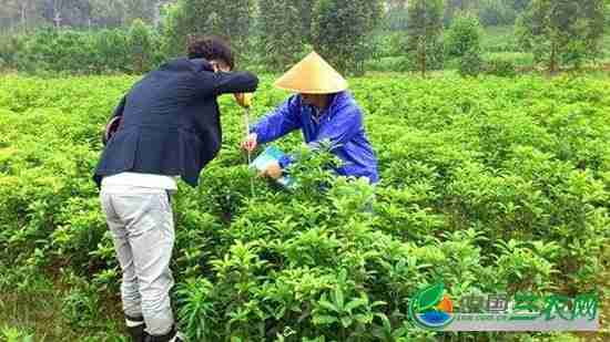 春季苗木施肥应该施什么肥(苗木春季施肥的好处)